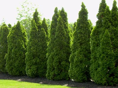 Tree Service & Maintenance